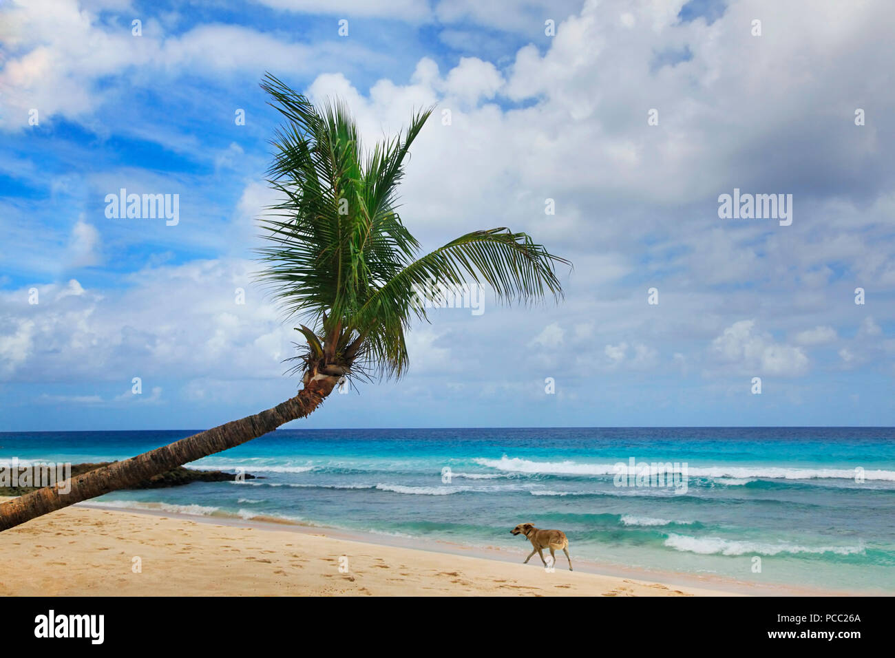 Plage tropicale avec un palmier en Barbade Banque D'Images