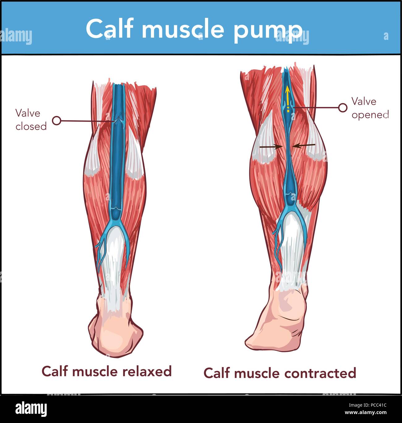 Muscle du mollet Banque d'images vectorielles - Alamy