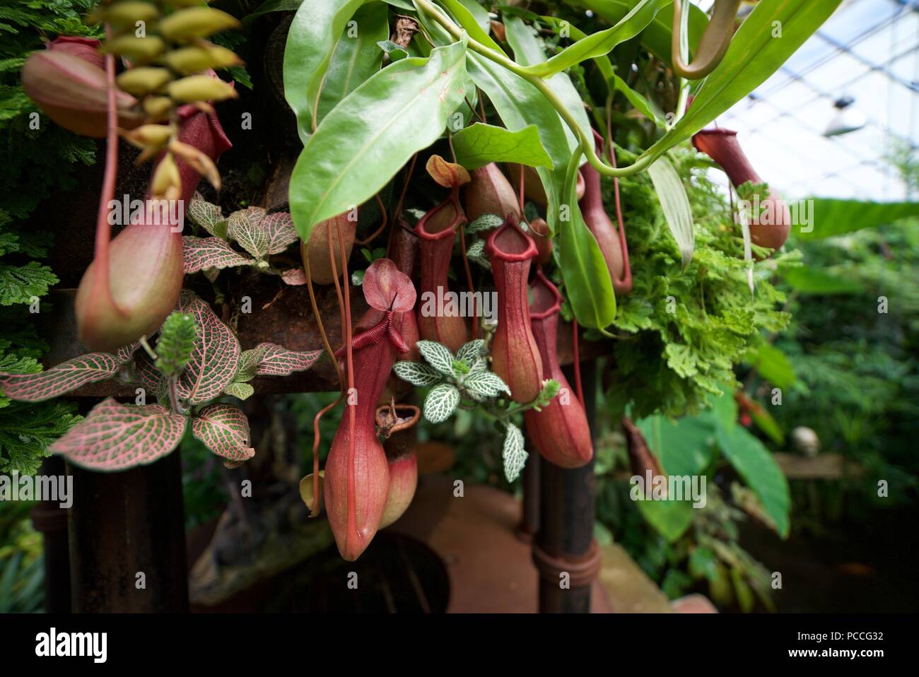 Un groupe de scieries de la sarracénie également connu sous le nom de Nepenthes mirabilis piège du piège. Une plante carnivore avec des pièges à fosse pour attraper les mouches. Banque D'Images