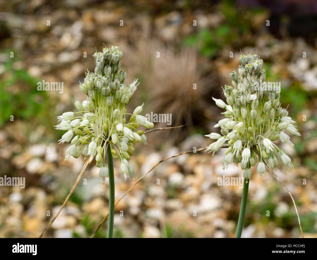 Blanc, la fin de l'été les fleurs de l'oignon, l'ornement hardy Allium carinatum ssp. pulchellum f. album Banque D'Images