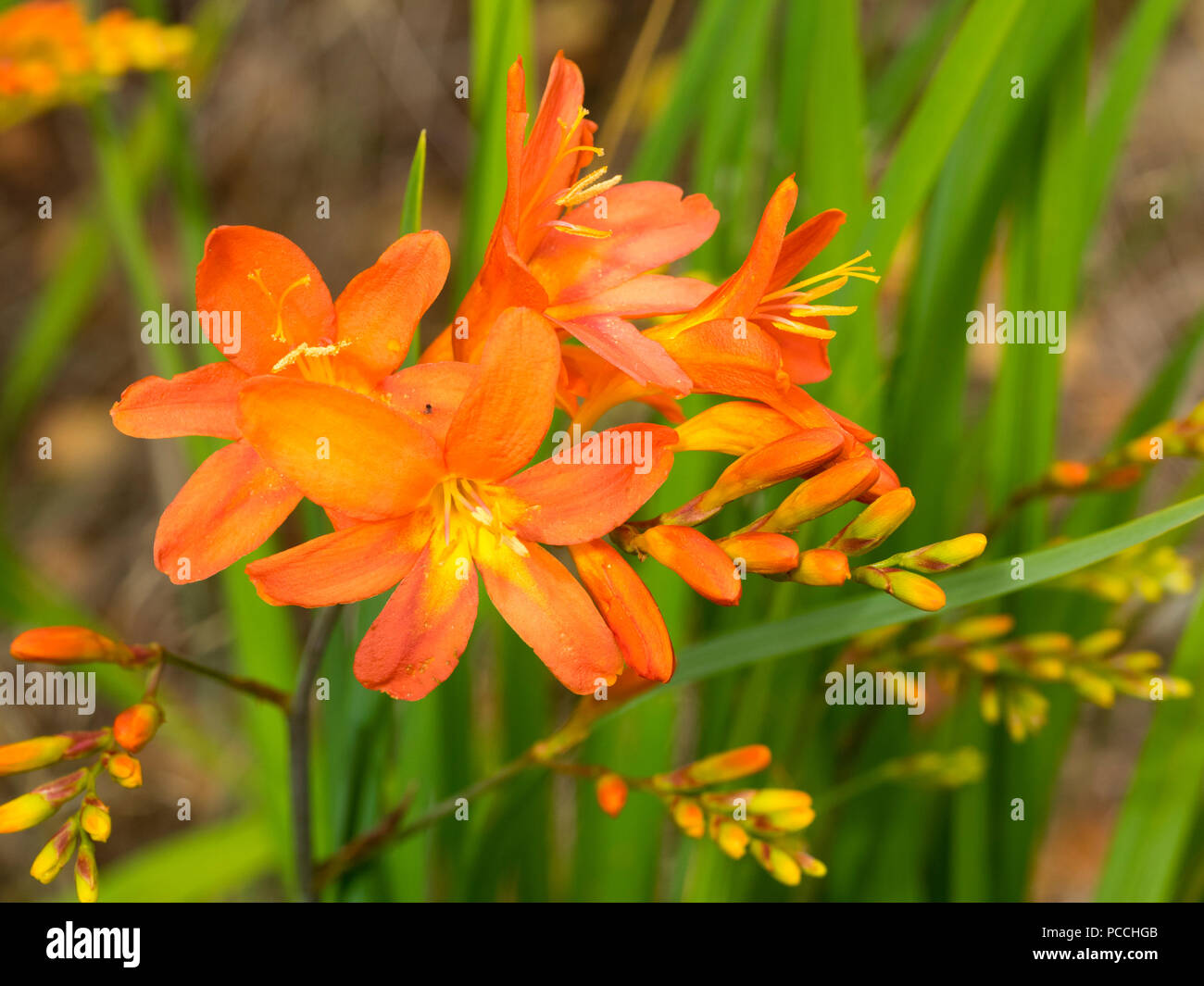 Orange à gorge jaune à fleurs saumon ombrage du hardy, plus tard, vivace à fleurs d'été Crocosmia 'Sunrise' nuit(s) Banque D'Images Orange à gorge jaune à fleurs saumon ombrage du hardy, plus tard, vivace à fleurs d'été Crocosmia 'Sunrise' nuit(s) Banque D'Images