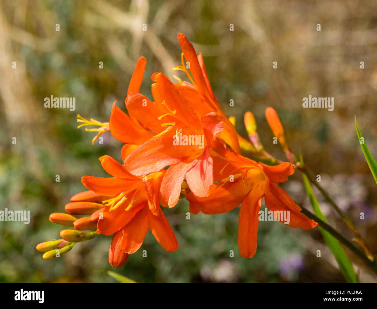 Orange à gorge jaune à fleurs saumon ombrage du hardy, plus tard, vivace à fleurs d'été Crocosmia 'Sunrise' nuit(s) Banque D'Images