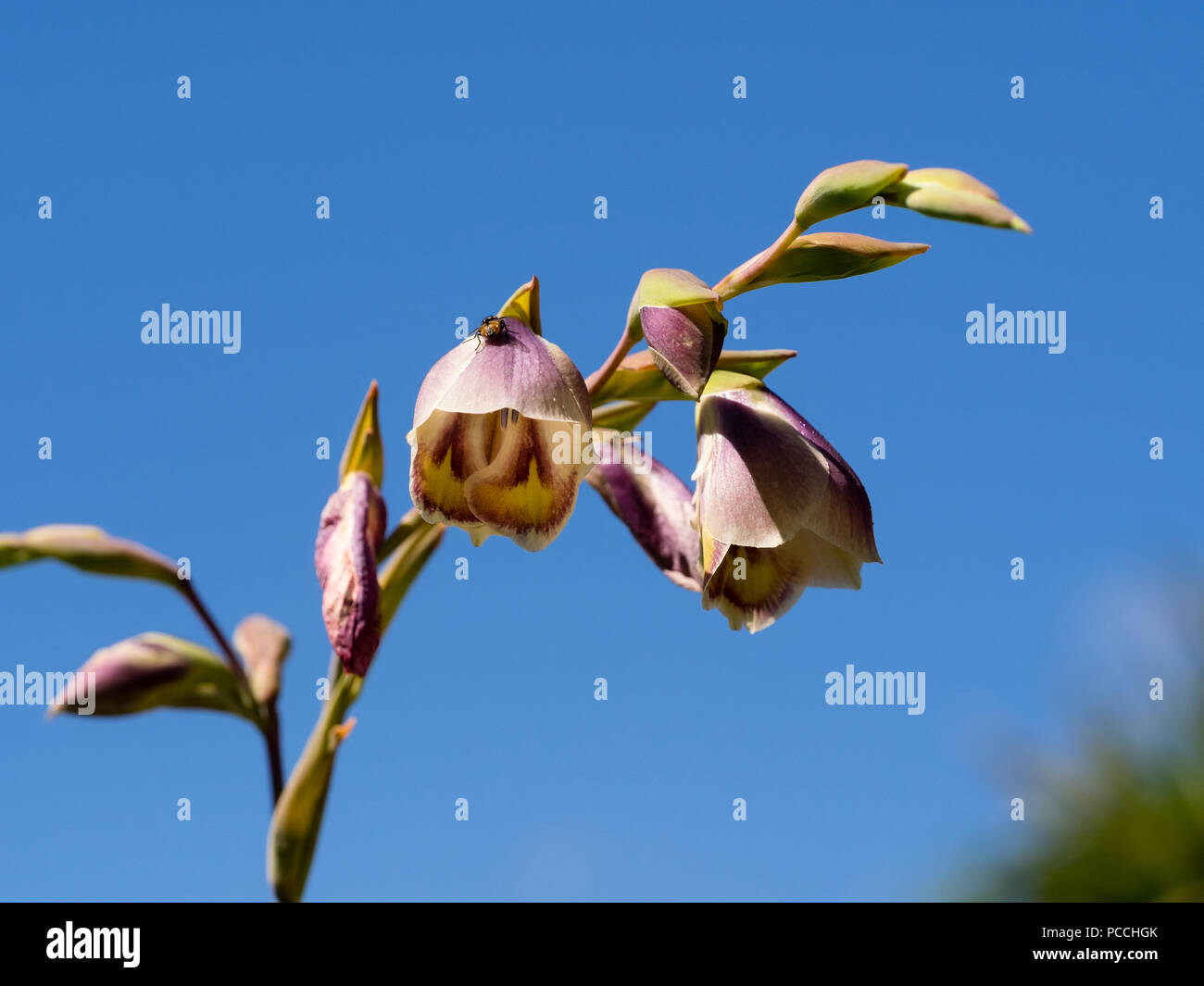 Arquant tige florale et fleurs de Bell de l'Afrique du Sud, corm, Gladiolus papilio, contre un ciel d'été Banque D'Images