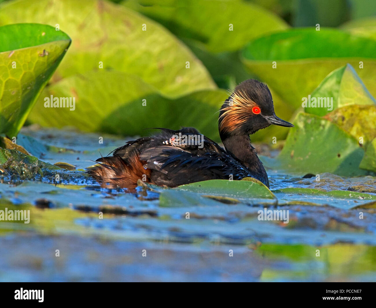 Grèbe à cou noir en plumage nuptial avec chick on retour Banque D'Images