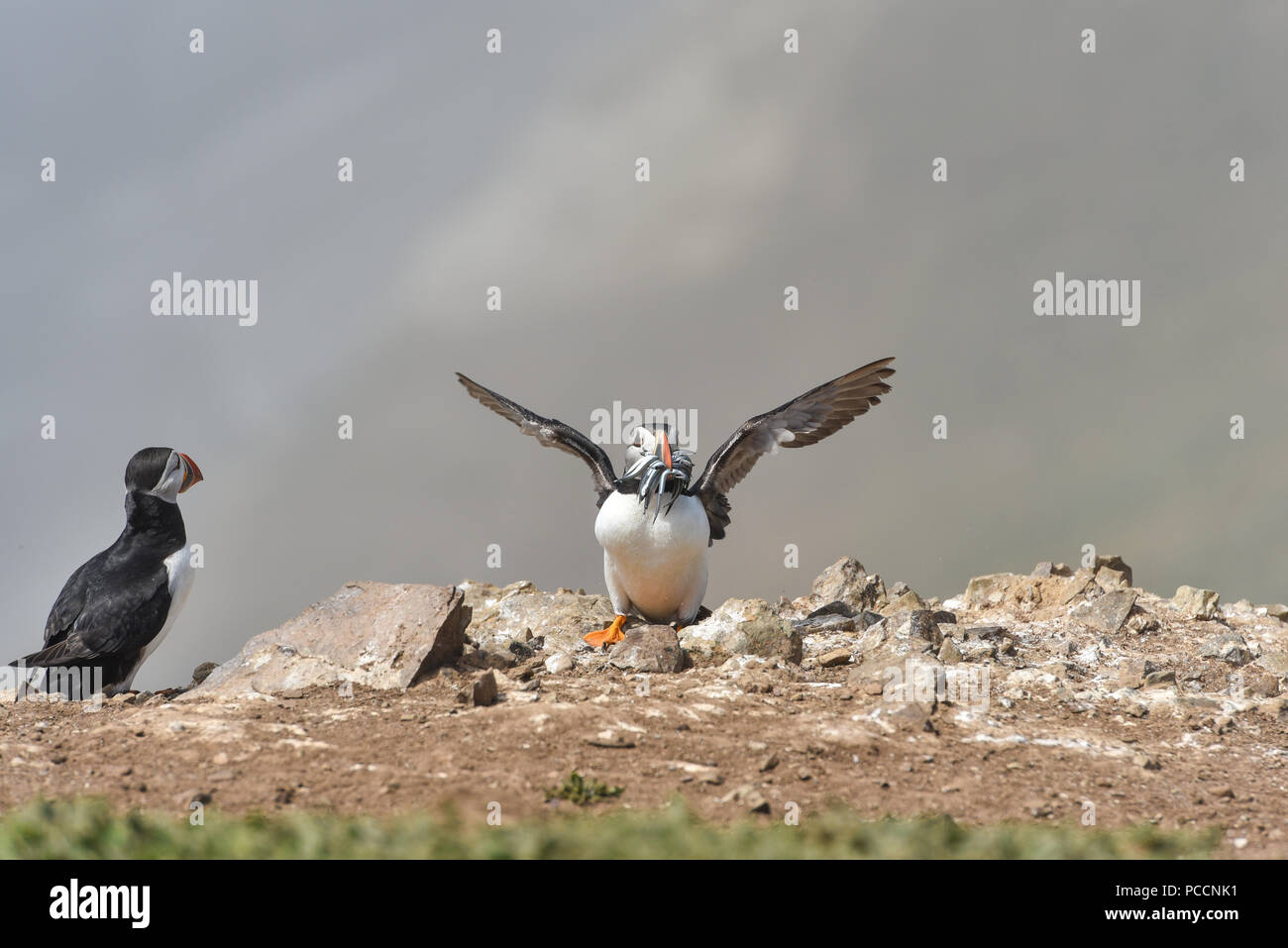 Macareux moine, Fratercula arctica sur l'île de Skomer, Pays de Galles, Royaume-Uni. Belle oiseaux colorés ! Banque D'Images