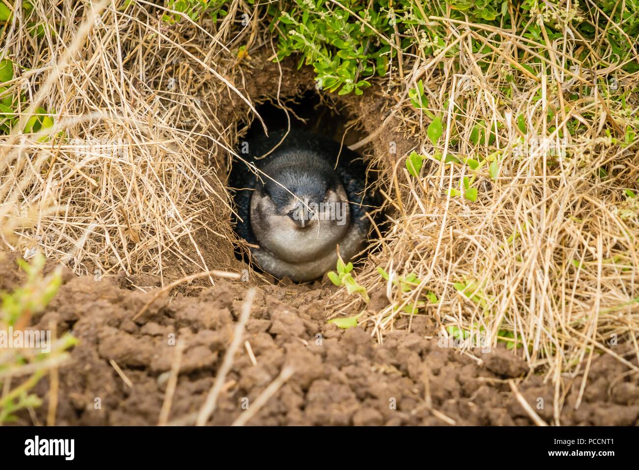 Penguin se cacher et se reposer dans son nid sous terre dans le centre Nobbies Banque D'Images