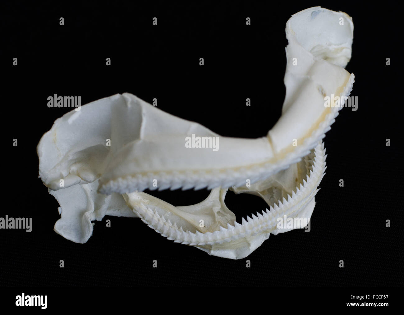 La mâchoire de requin fond noir Banque D'Images