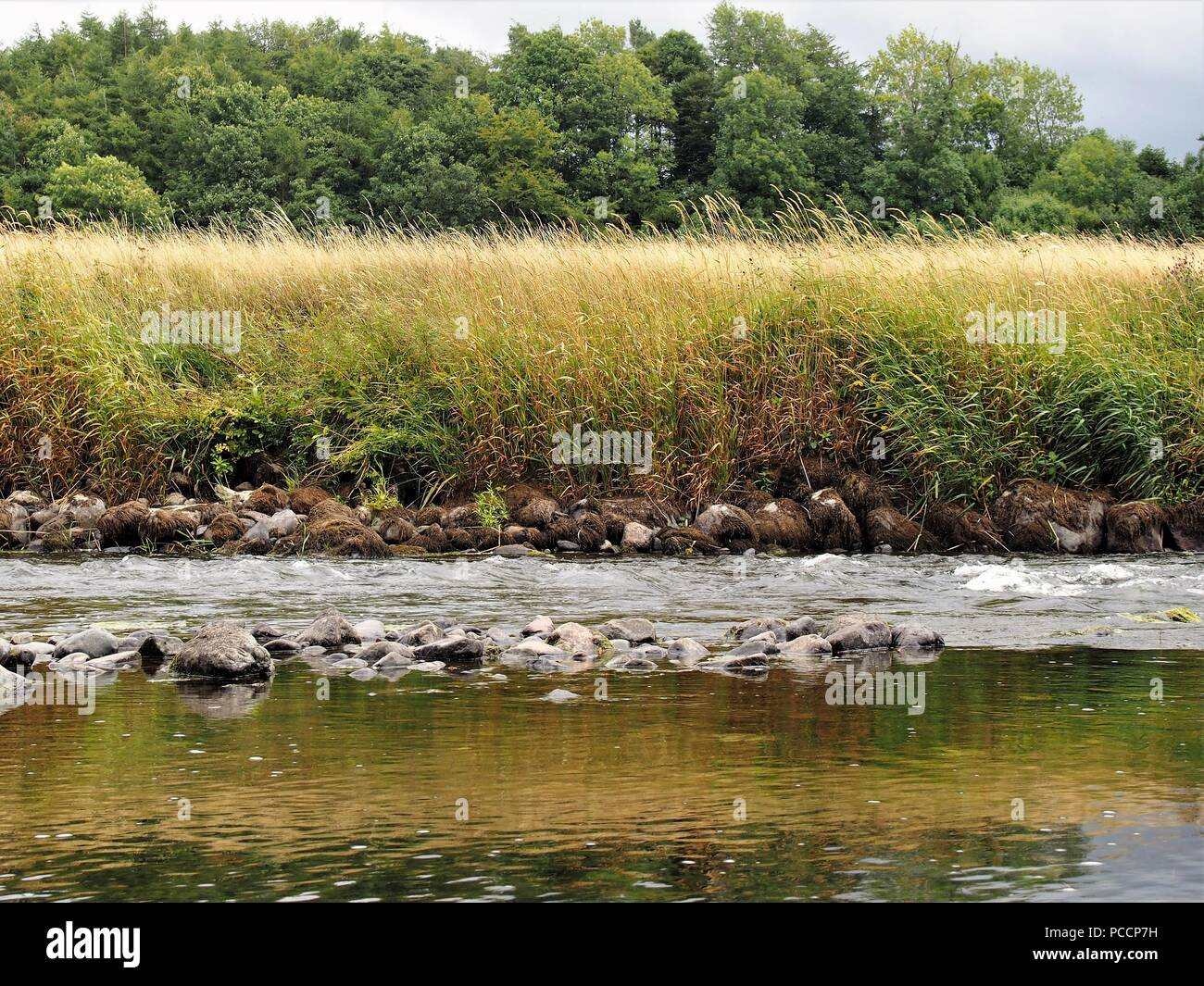 Le point où l'eau à débit lent, d'un moulin Chef de race, rejoint le chenal principal de la rivière Derwent, Cockermouth, Cumbria, Royaume-Uni Banque D'Images