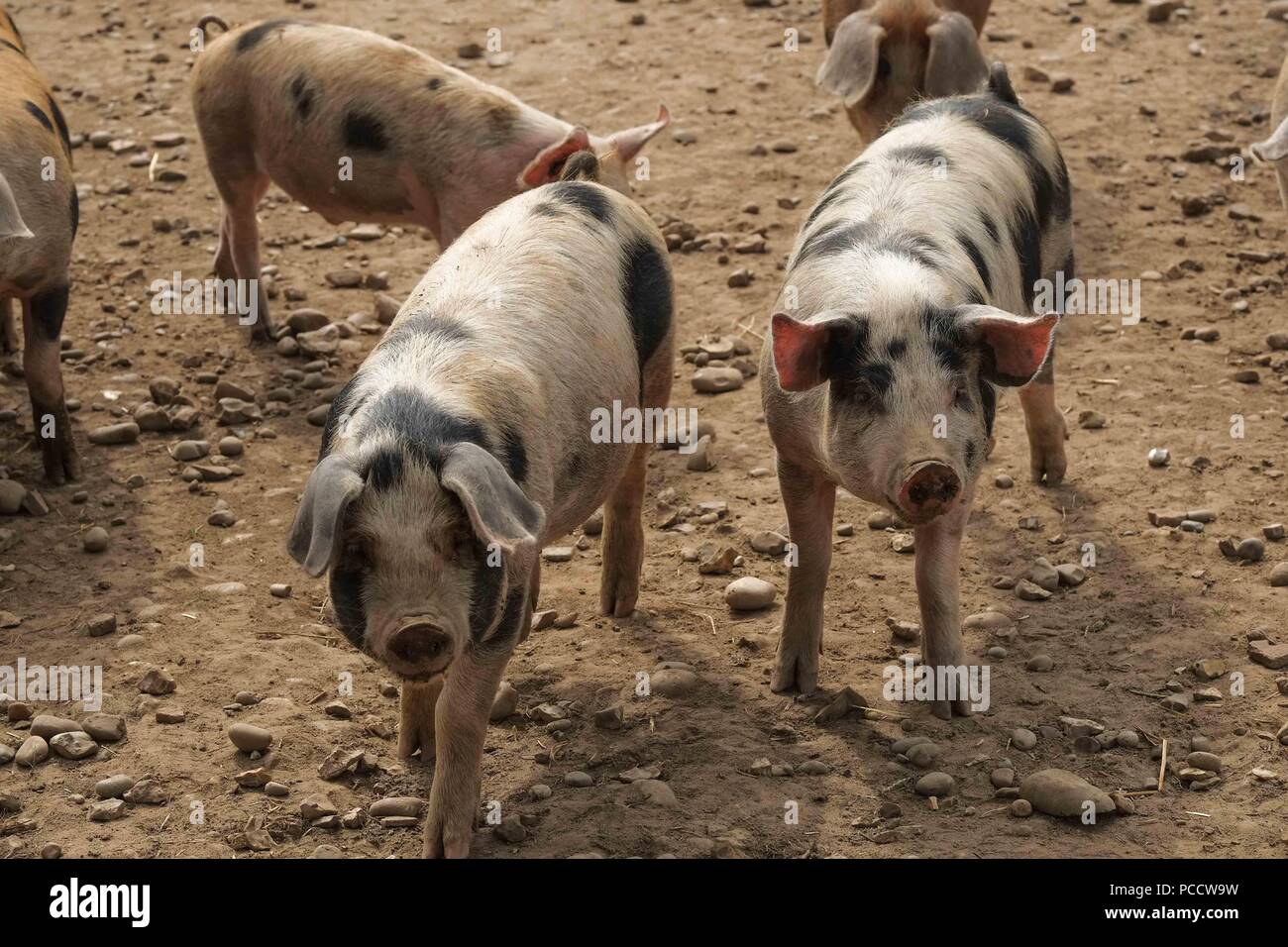 Les porcs dans un terrain poussiéreux à sec Banque D'Images