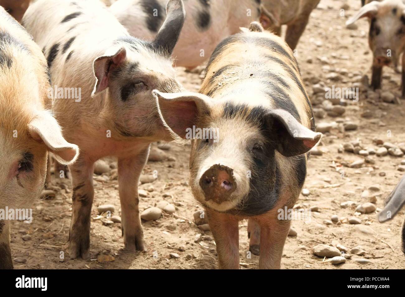 Les porcs dans un terrain poussiéreux à sec Banque D'Images