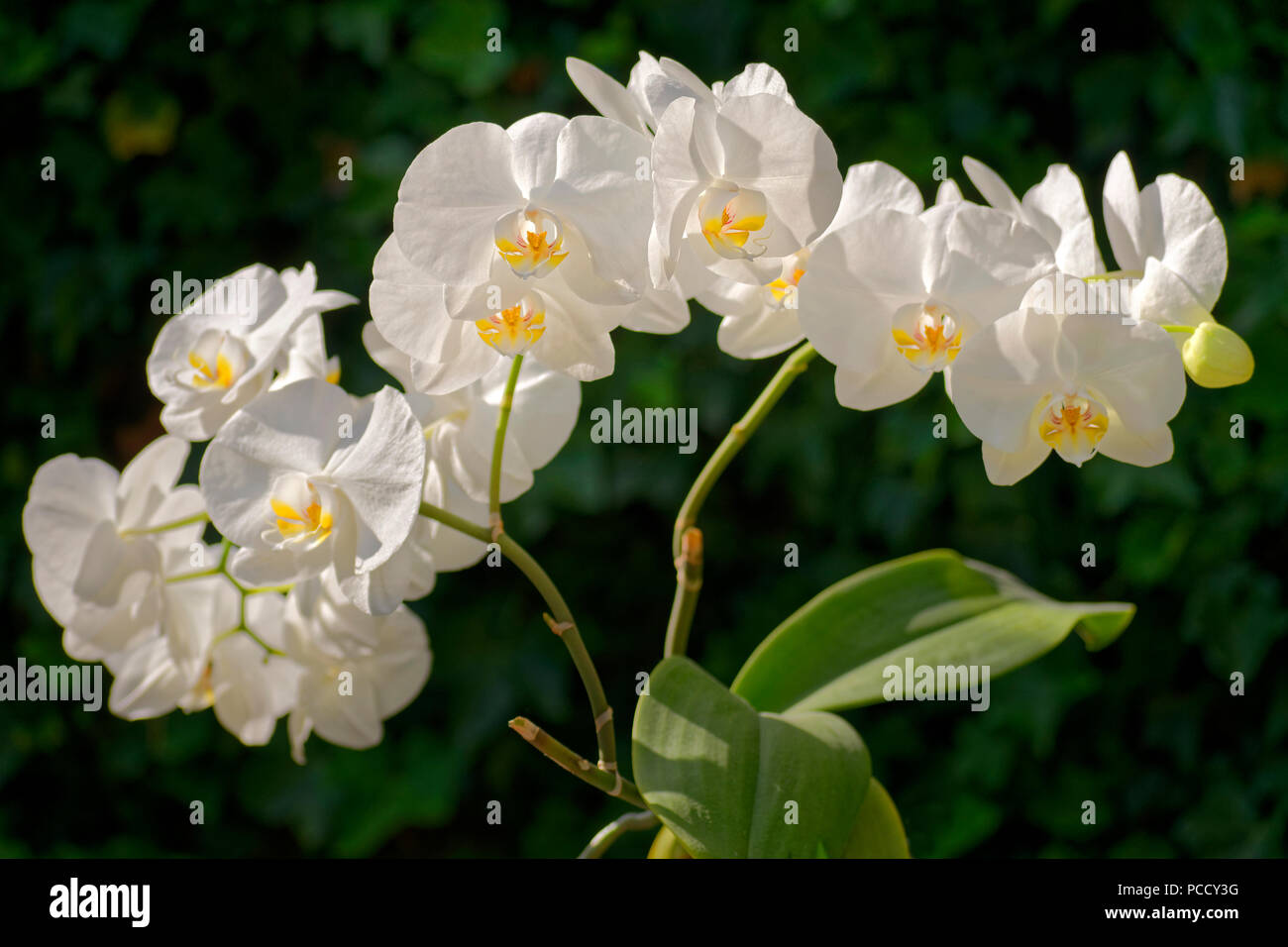 Orchidée blanche parfois appelée orchidée 'Moth'. Hybride Phalaenopsis. Banque D'Images