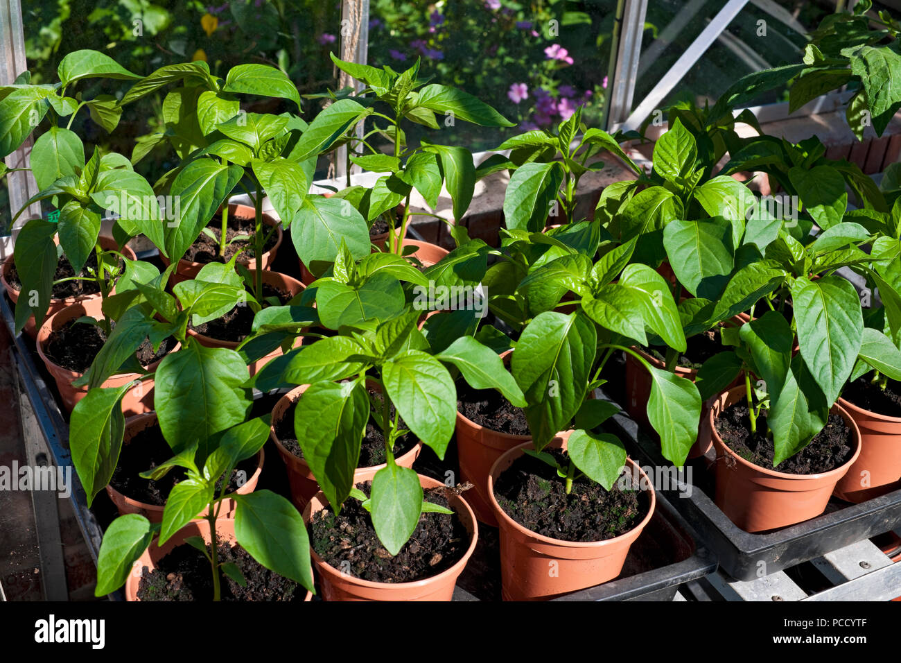 Gros plan de jeunes plants de poivron vert Culture dans une serre dans des pots en été Angleterre Royaume-Uni Royaume-Uni Grande-Bretagne Banque D'Images