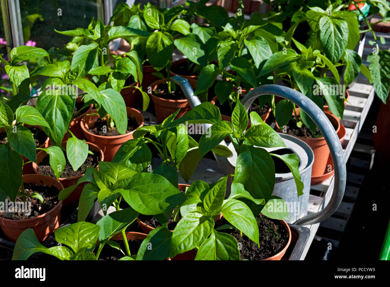 Des pots de poivrons doux verts végétaux poussent en serre en été Angleterre Royaume-Uni Grande-Bretagne GB Grande-Bretagne Banque D'Images