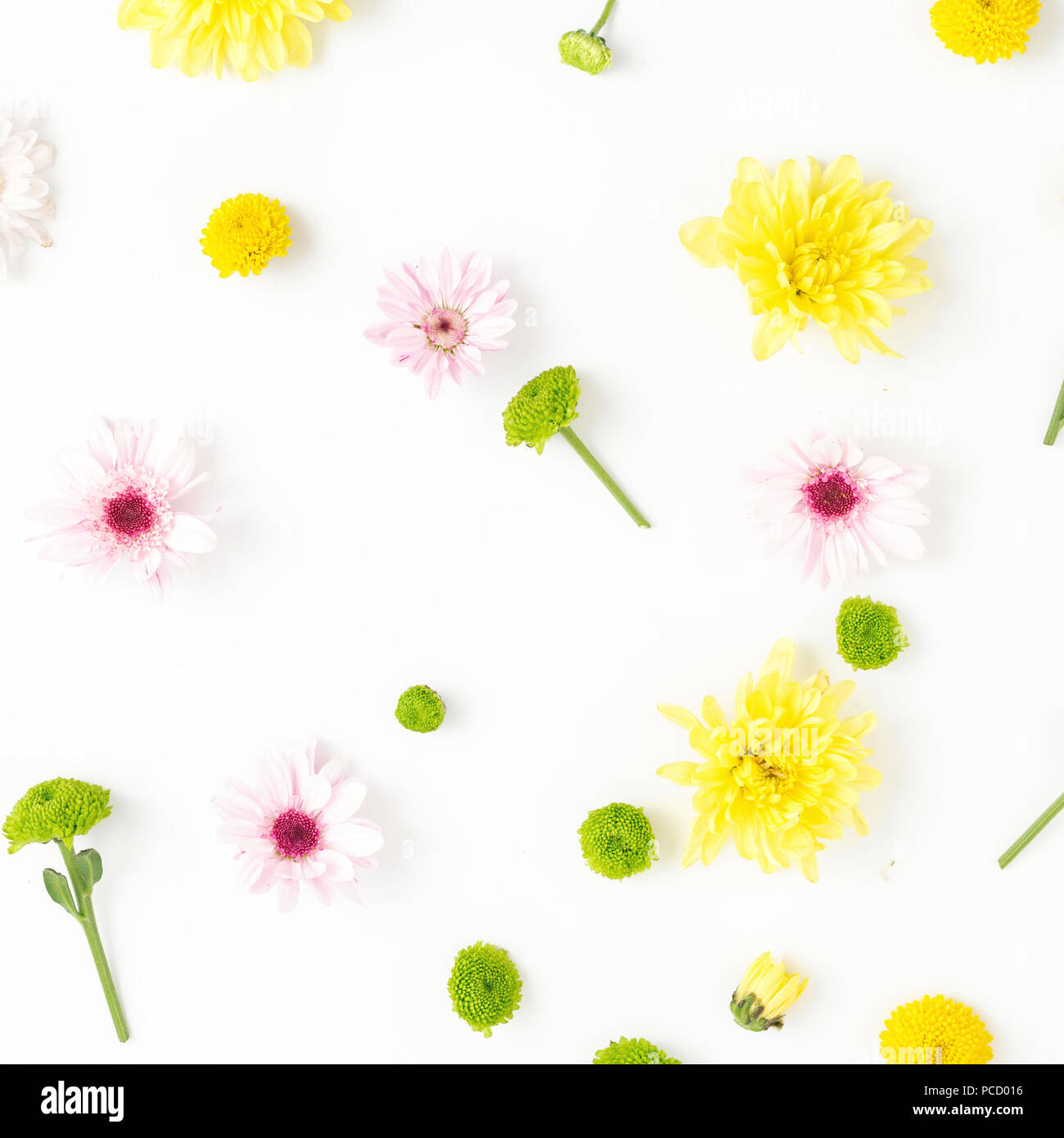 Motif floral composé de différents chrysanthèmes sur un fond blanc. Mise à plat, vue du dessus Banque D'Images