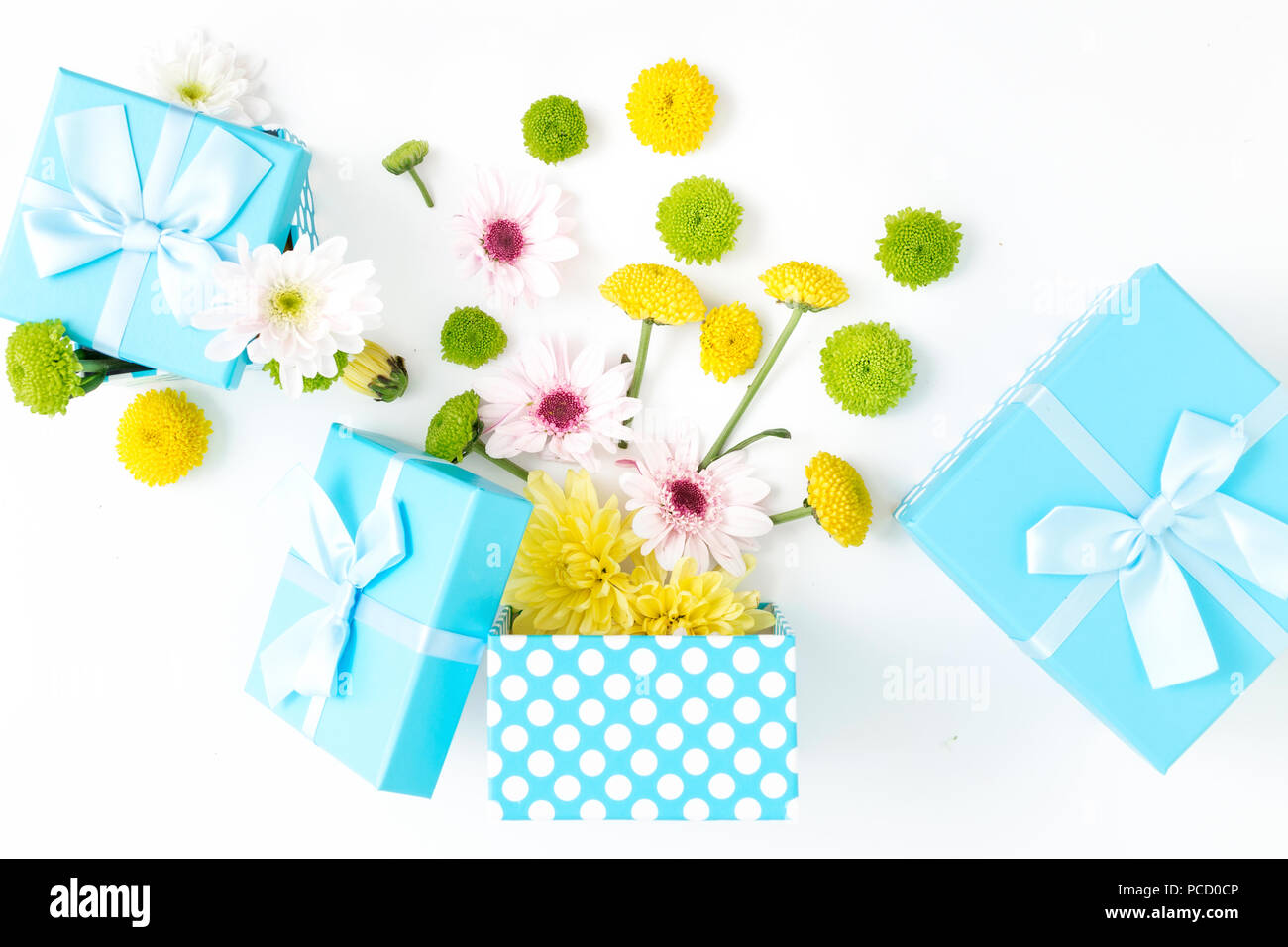 Boîte cadeau bleu ouvert avec différents chrysanthèmes sur un fond blanc. Mise à plat. Fond d'anniversaire Banque D'Images
