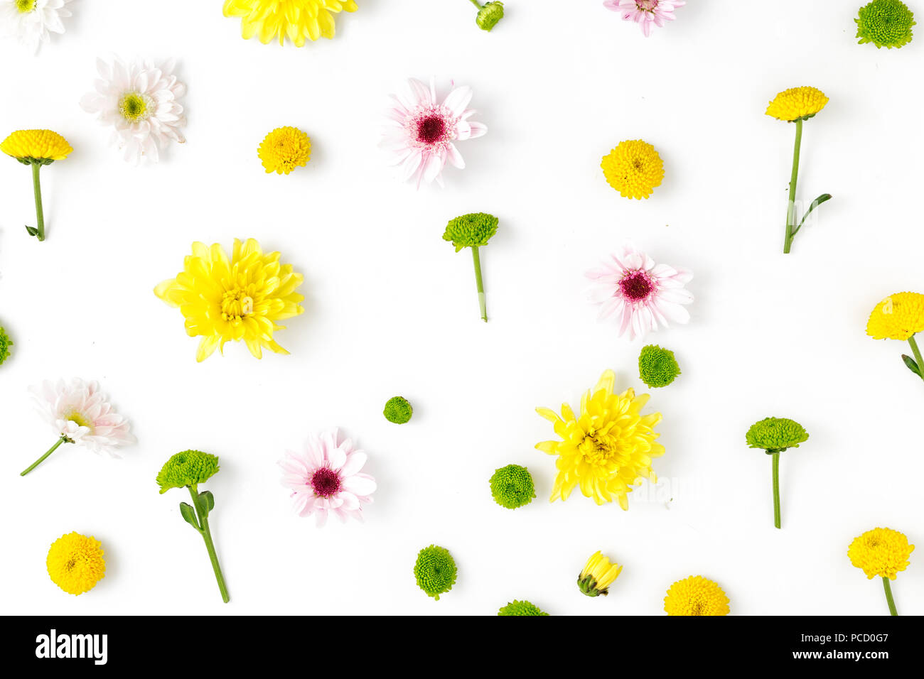 Motif floral composé de différents chrysanthèmes sur un fond blanc. Mise à plat Banque D'Images
