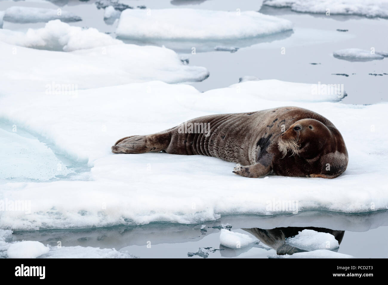 Le phoque barbu sur la glace en France Banque D'Images