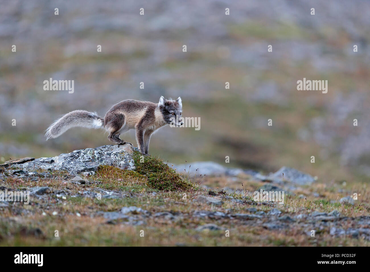 Le renard arctique du Spitzberg Svalbard Banque D'Images