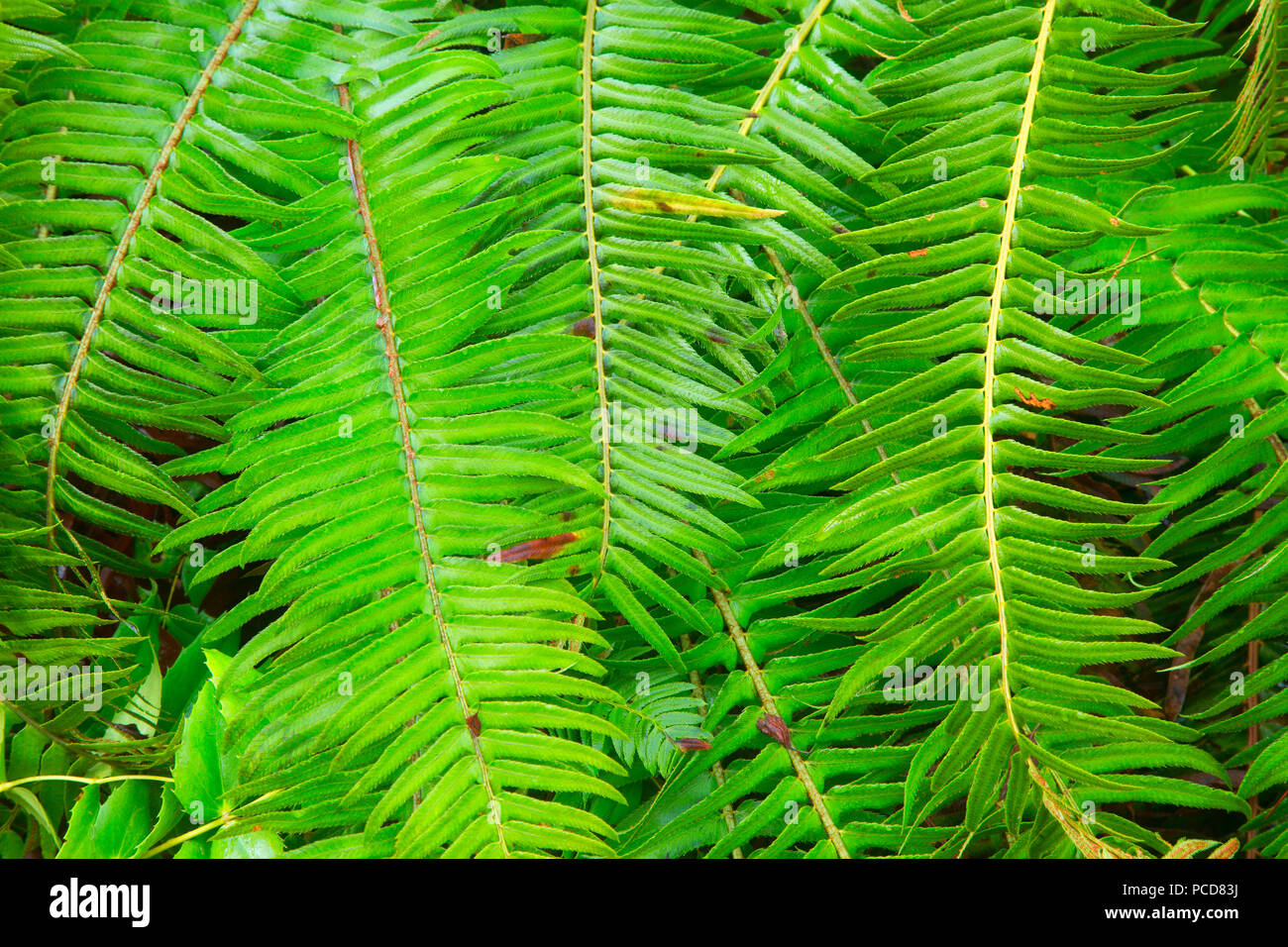 Western sword fern (Polystichum munitum) le long du sentier, TRIPLE C Tillamook State Forest, Virginia Banque D'Images