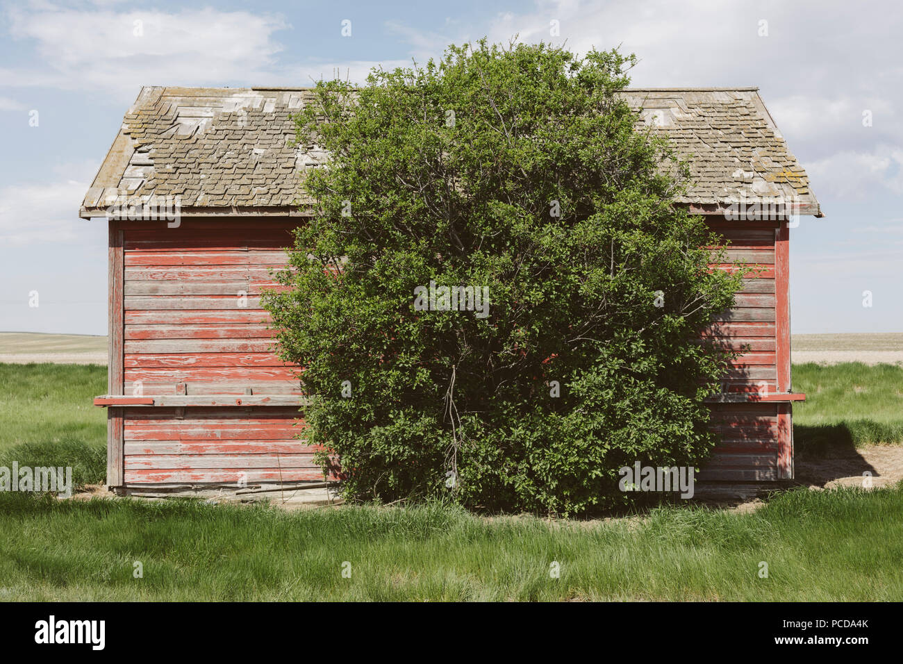 Petite grange rouge et arbre balayées par, près de Climax, en Saskatchewan, au Canada. Banque D'Images