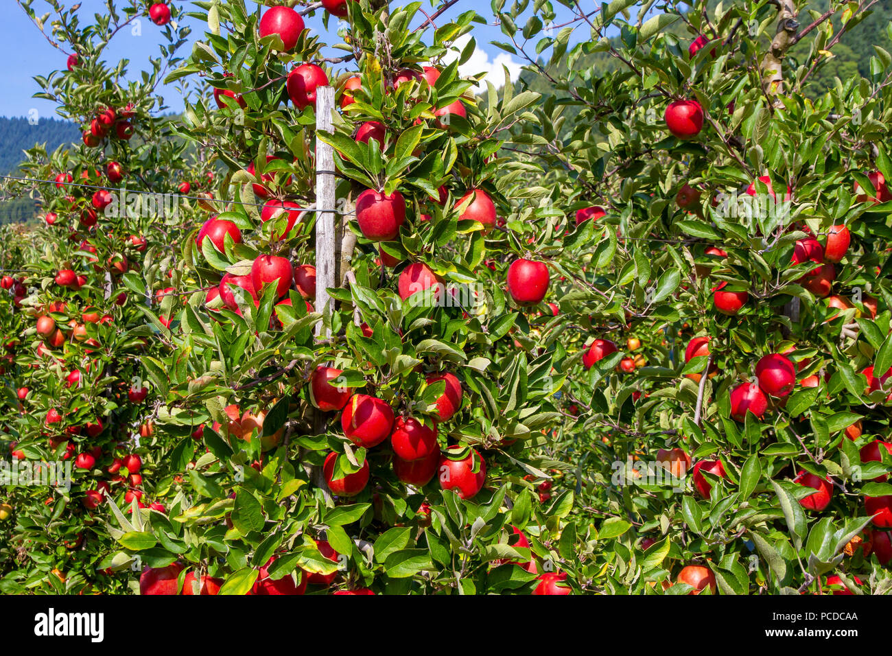 Plantation d'Apple à l'automne Banque D'Images