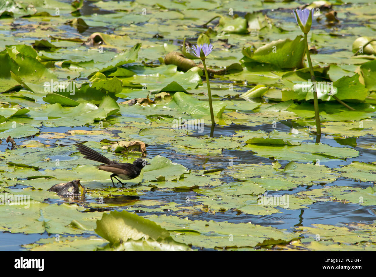 Détail du lac couverts par des lotus. L'Australie. Banque D'Images