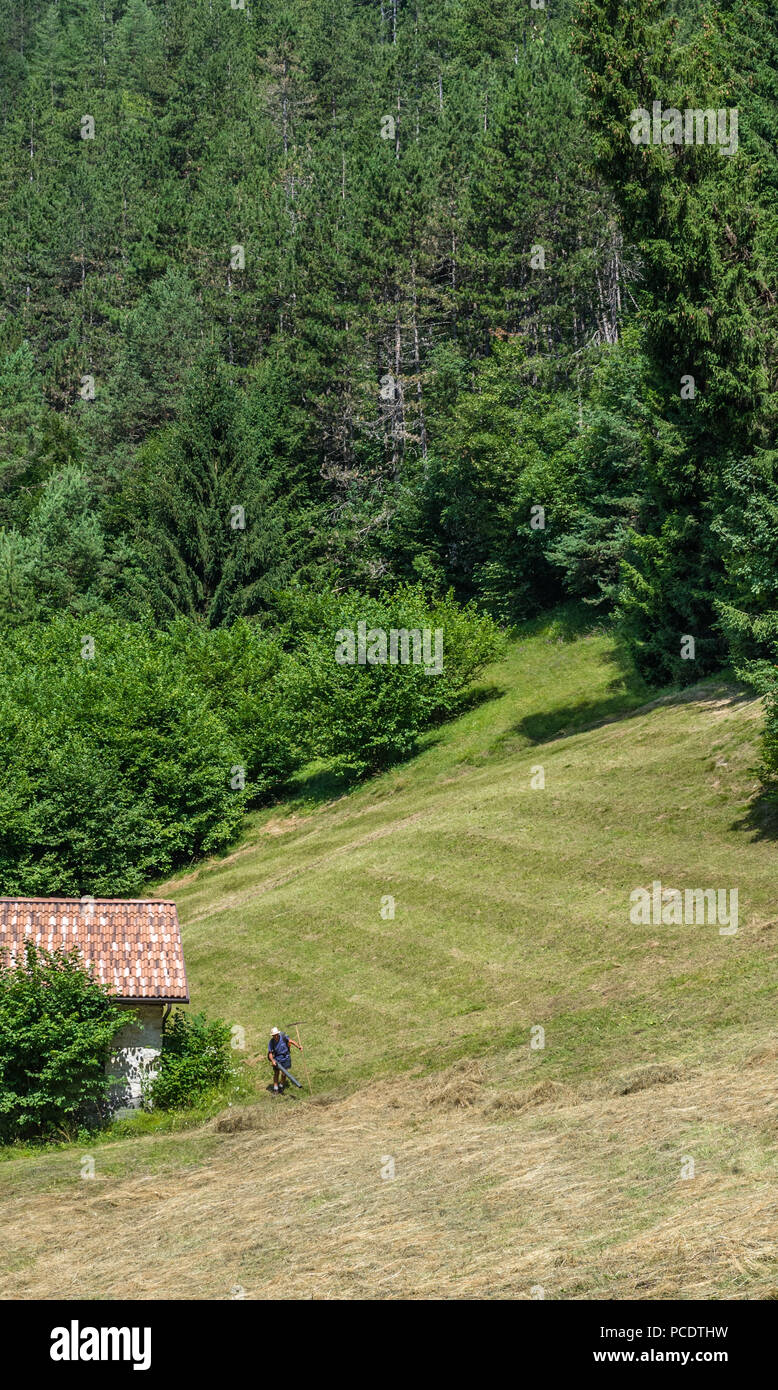 À l'aide d'un agriculteur de la soufflante pour recueillir de l'essence couper le verre dans un champ. Banque D'Images