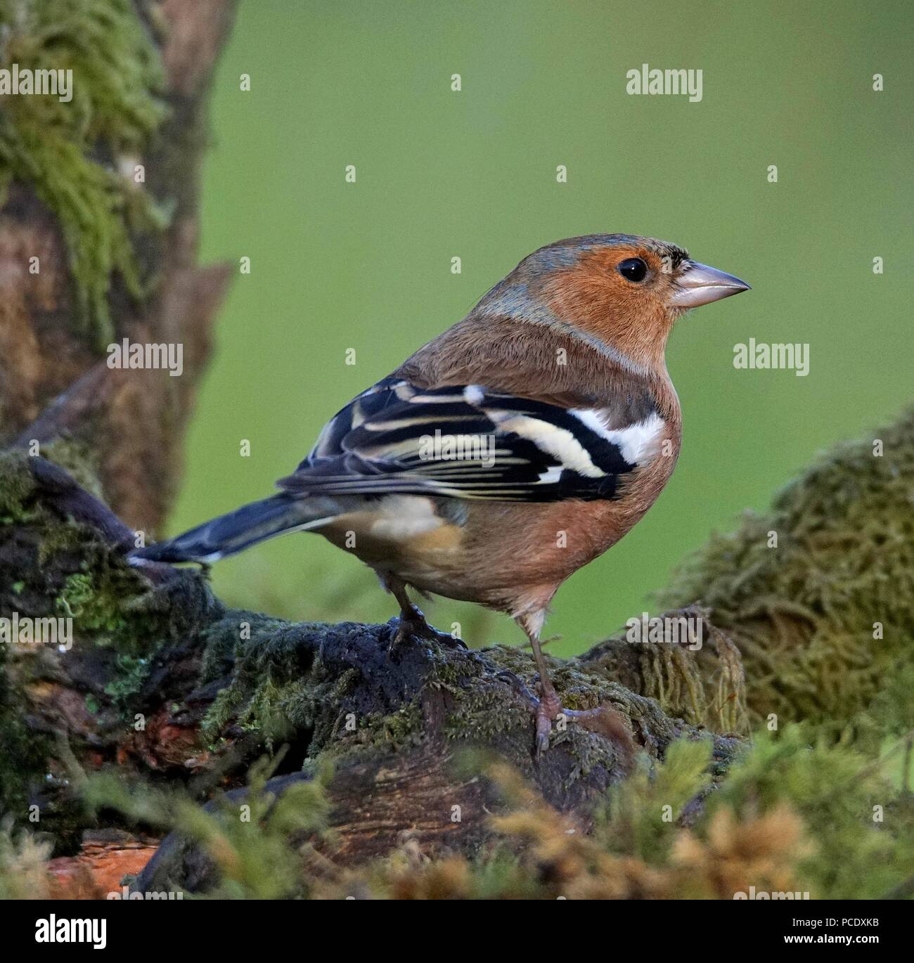 Chaffinch dans le bois Banque D'Images