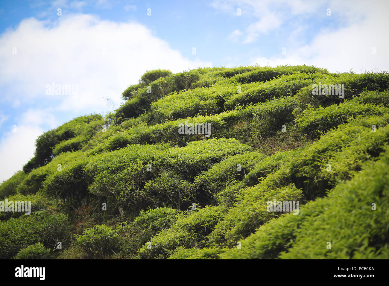 Cameron Highland Tea Farm Banque D'Images