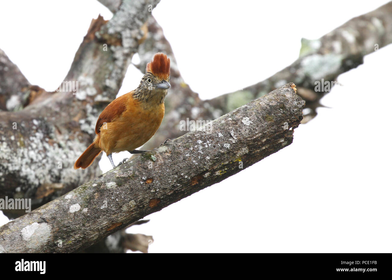 Femelle de l'exclu Antshrike sur un vieil arbre mort à la recherche d'insectes Banque D'Images