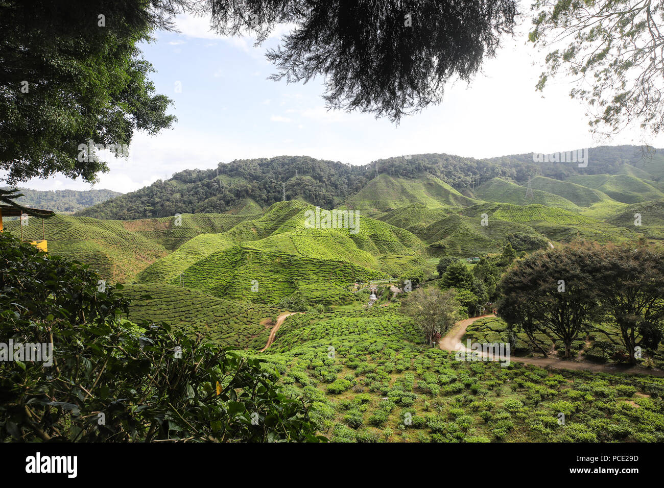 Cameron Highland Tea Farm Banque D'Images