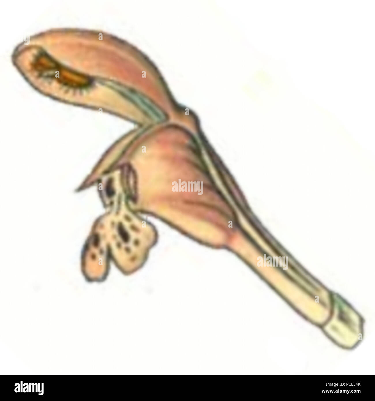 15262 Lamium purpureum L simple bloc diagonal fleurs bg Banque D'Images