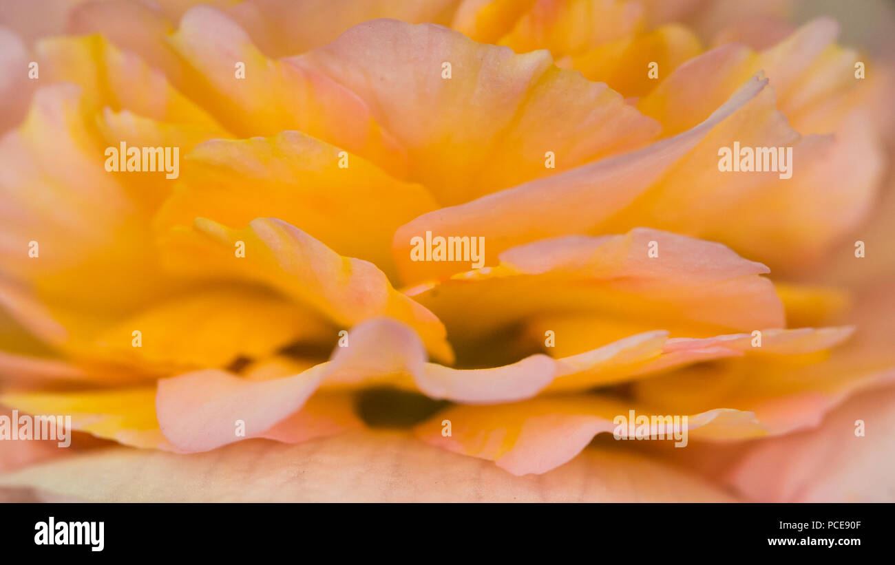 Un résumé plan macro sur les pétales d'une fleur de bégonia. Banque D'Images