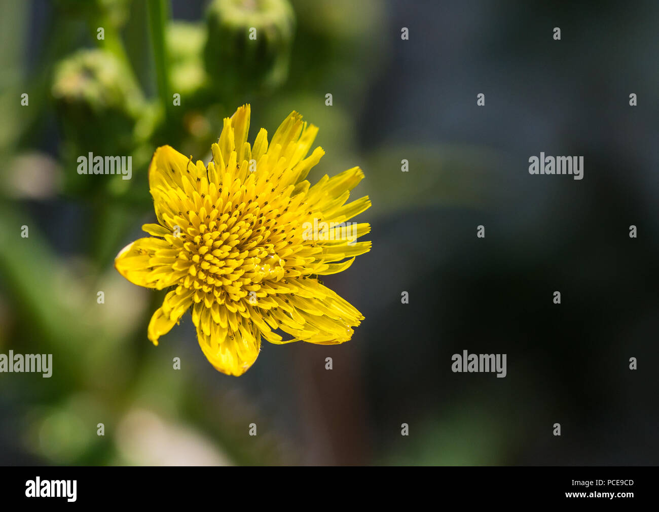 Un plan macro sur une fleur jaune laiteron piquant. Banque D'Images