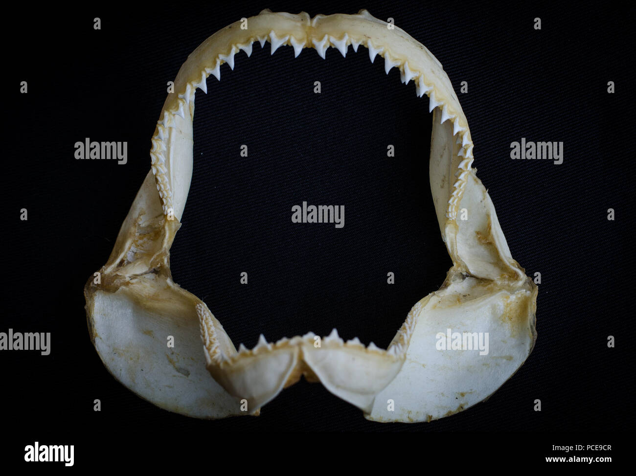 La mâchoire de requin sur fond noir Banque D'Images