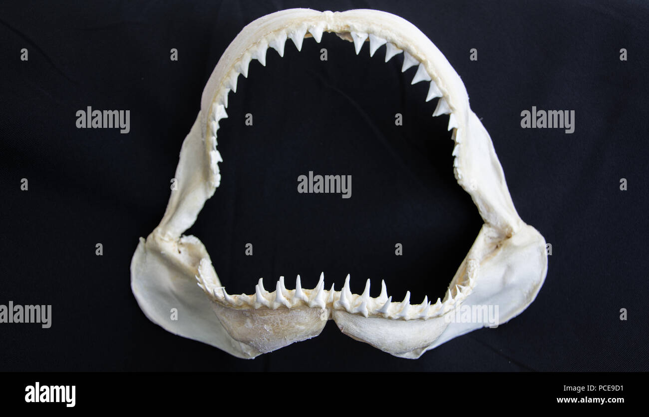 La mâchoire de requin sur fond noir Banque D'Images
