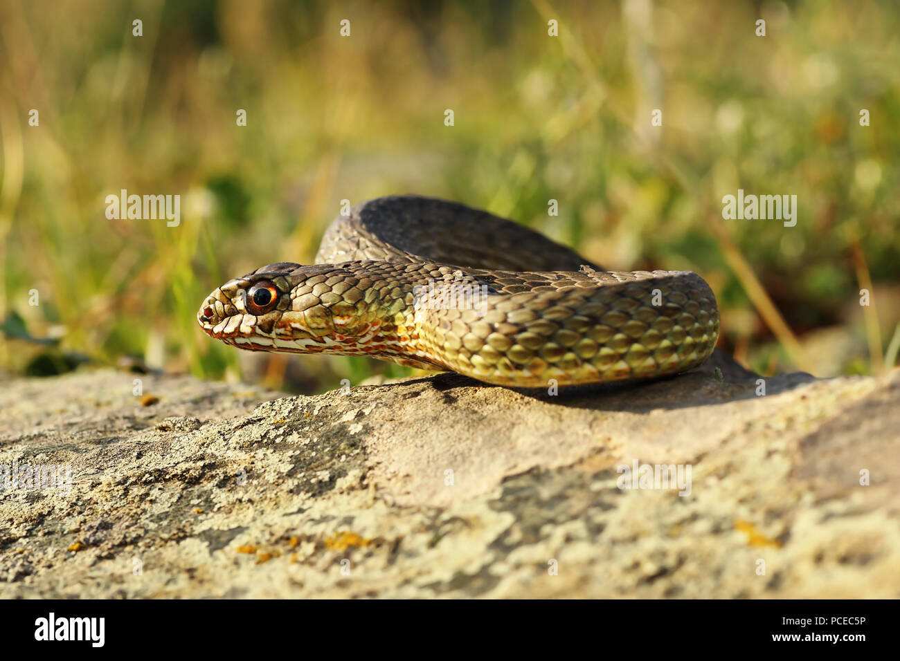 Longueur totale de l'est vue montpellier snake se dorant dans habitat naturel ( Malpolon insignitus ) Banque D'Images