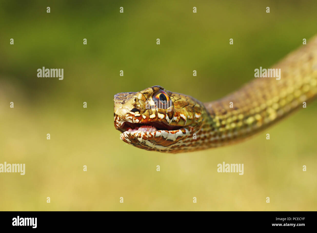 Portrait de angry Malpolon ( insignitus couleuvre de Montpellier l'est ) Banque D'Images