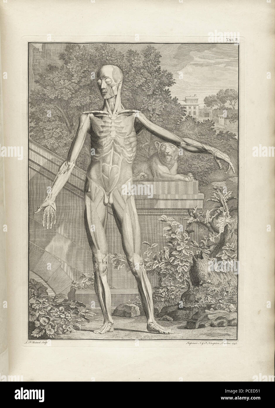 33 Albinus t02a Banque D'Images