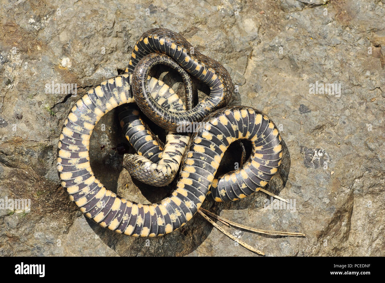 Comportement sur thanatosis snake ( Natrix tessellata dés ) Banque D'Images