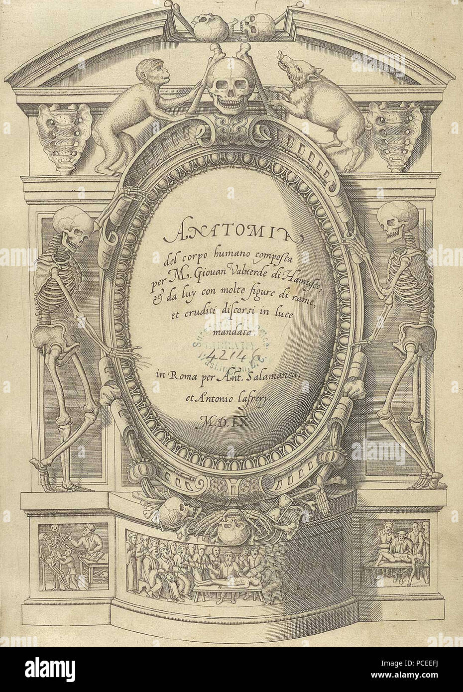 43 Anatomia del corpo humano 1 Banque D'Images