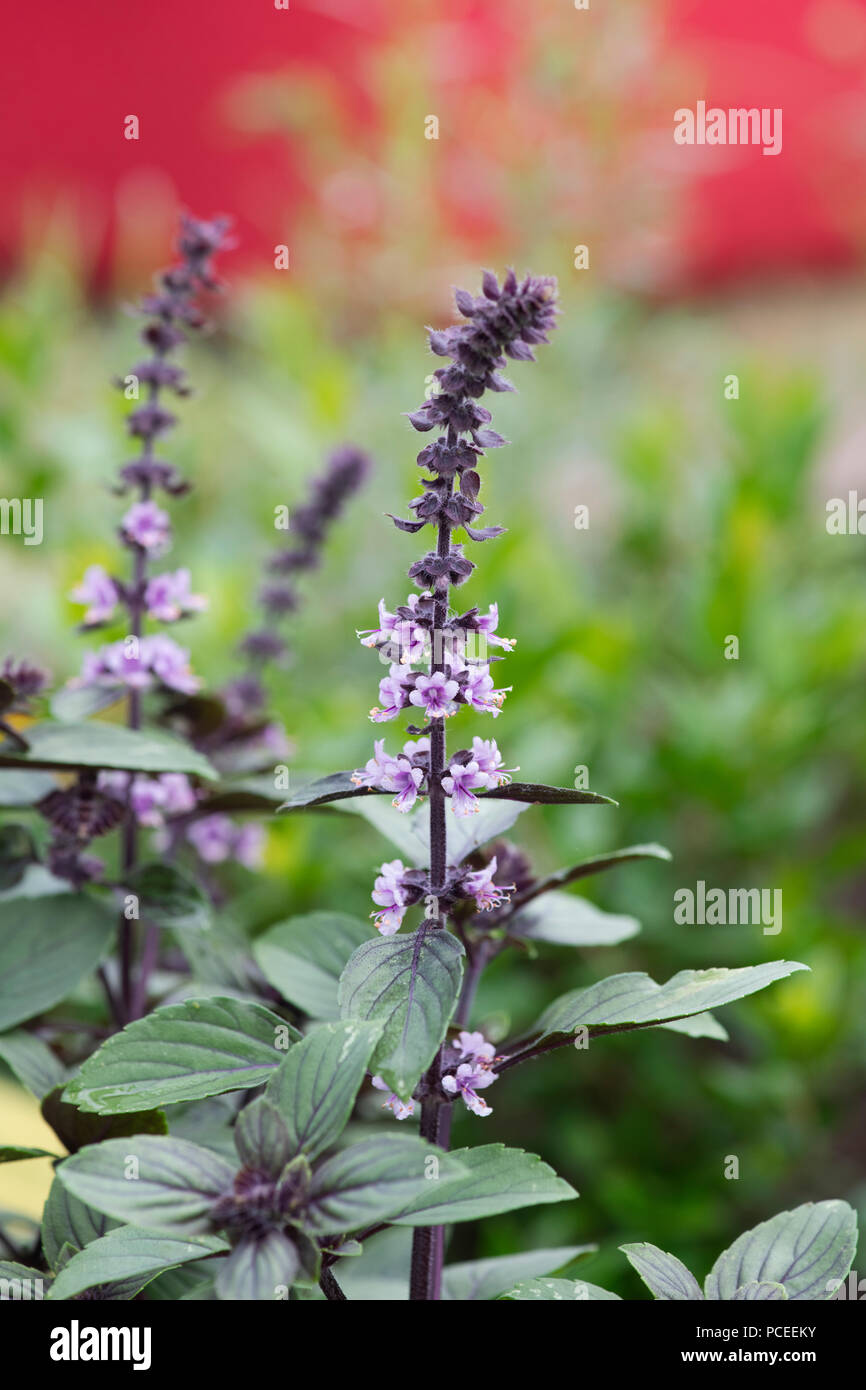 Ocimum 'African Blue'. Le basilic 'African Blue' Fleur. Plante hybride stérile Banque D'Images