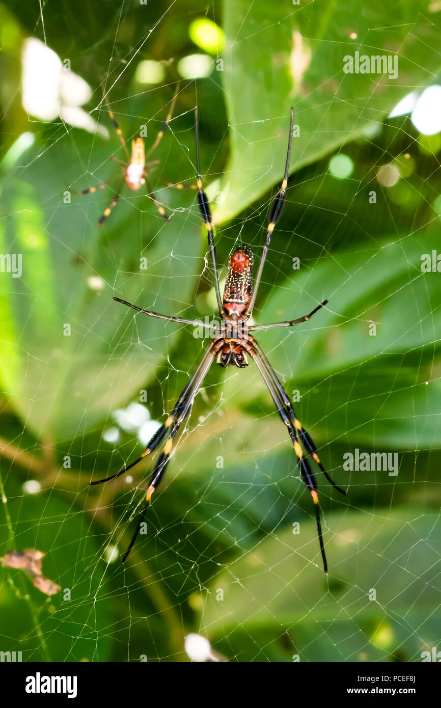 Deux araignées Jungle pendent en Close Up Web Banque D'Images