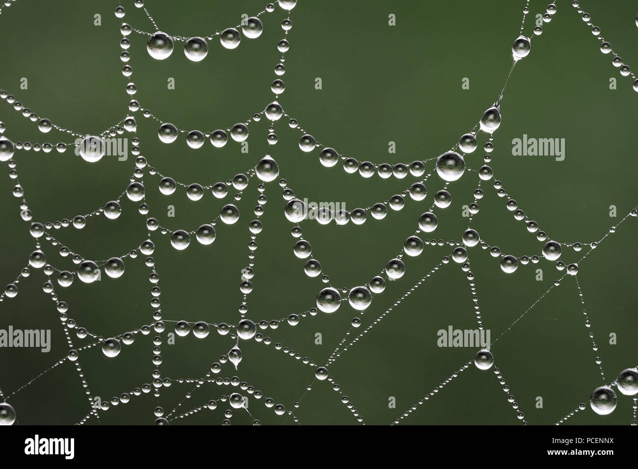 Web Spiders couvert de gouttes de rosée. Tipperary, Irlande Banque D'Images