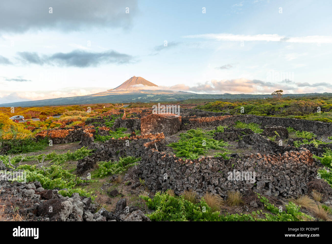 La silhouette du mont Pico, donnant sur le haies divisant les vignobles de l'île de Pico au coucher du soleil, Açores, Portugal Banque D'Images