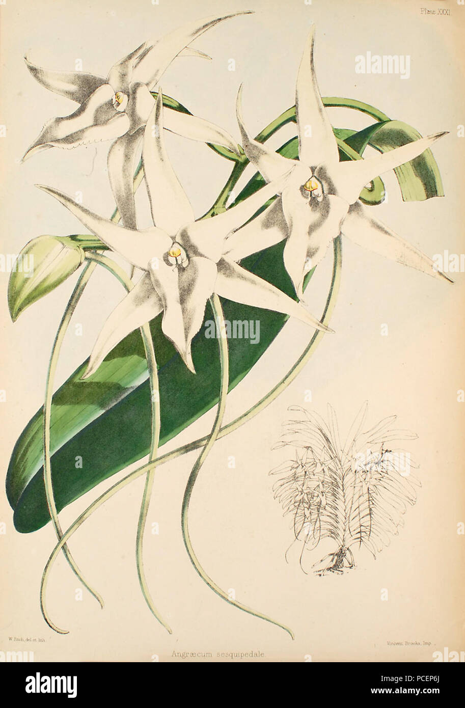 47 Angraecum sesquipedale - Warner, Williams - Sélectionnez orch. de plantes 1, pl. 31 (1862-1865) Banque D'Images