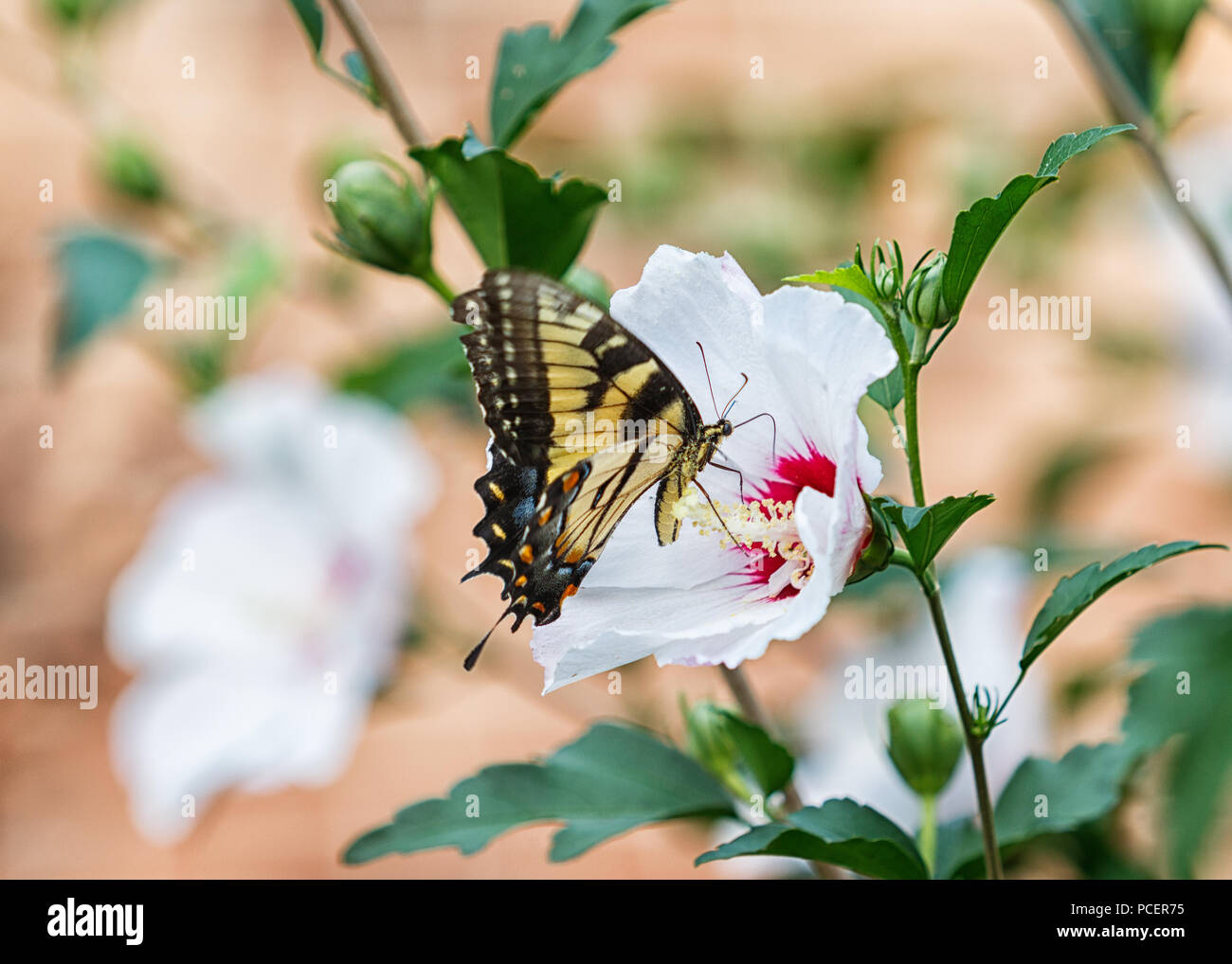 Eastern Tiger Swallowtail Butterfly sur une fleur rose de Sharon. Banque D'Images