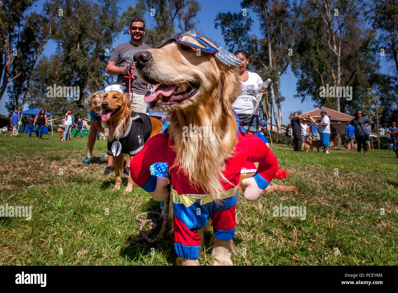 Un golden retriever en un super héros s'apprête à participer à la parade de costumes à la Huntington Beach, CA, dog show. (Photo par Spencer Grant) Banque D'Images