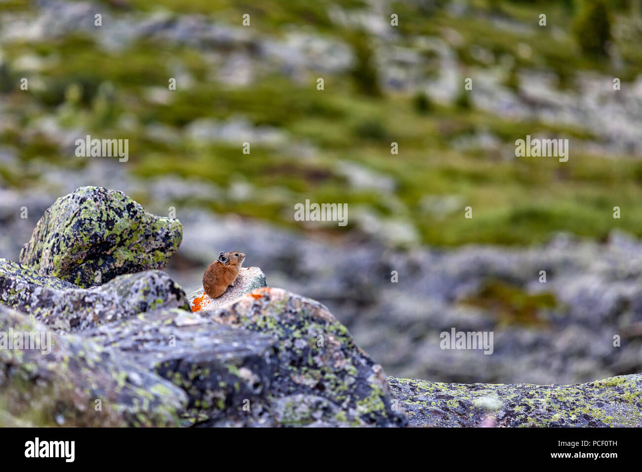 Un gros plan d'un petit mignon brown souris avec de grandes oreilles est située sur un grand rocher de pierre brune dans les montagnes. Banque D'Images