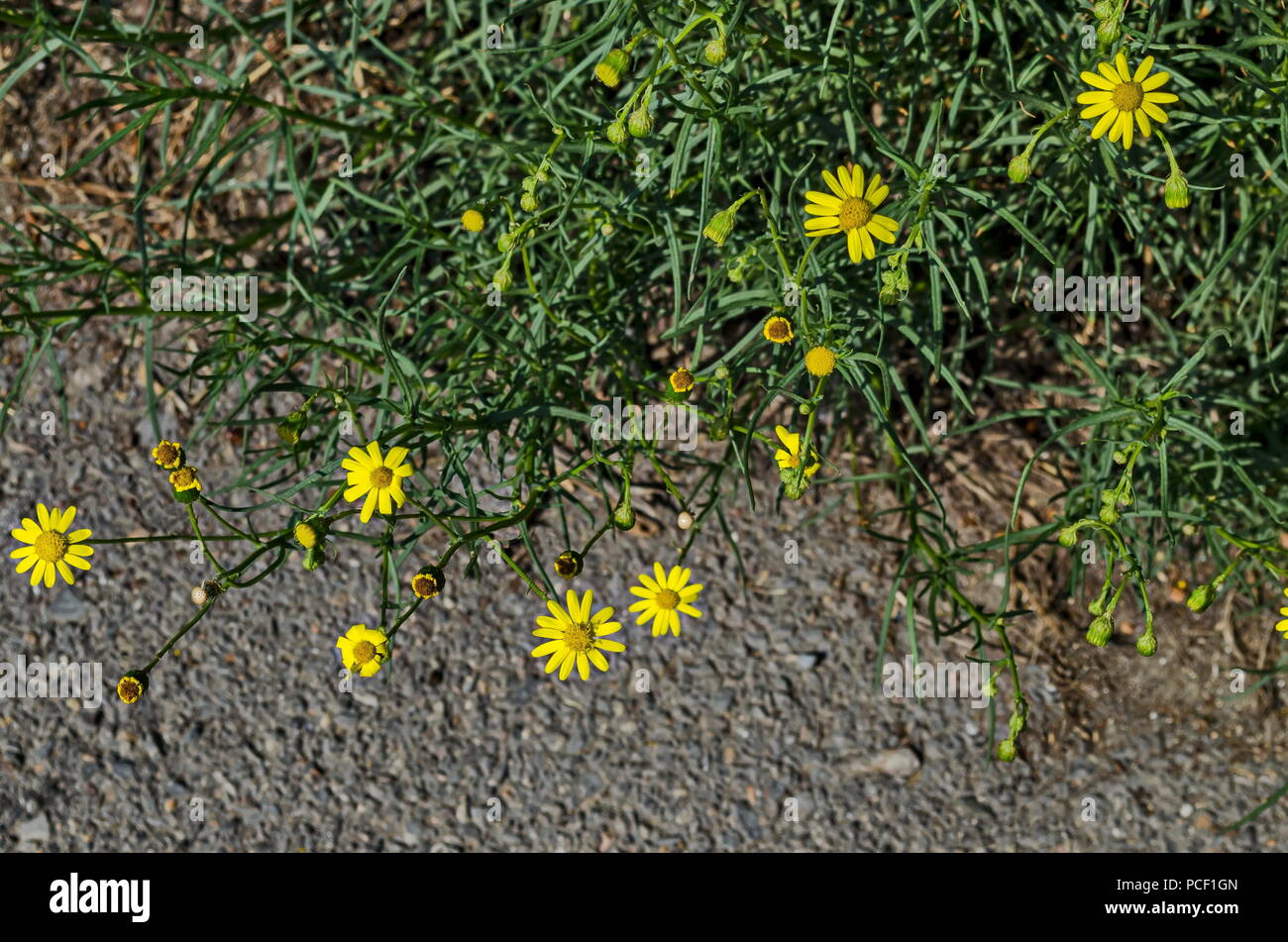 Anthemis tinctoria, frais Dyer's chamomile ou jaune fleurs de camomille dans le pré en fleurs, district Drujba, Sofia, Bulgarie Banque D'Images
